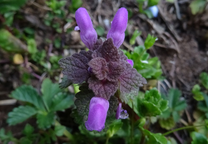 Lamium purpureum / Falsa ortica purpurea